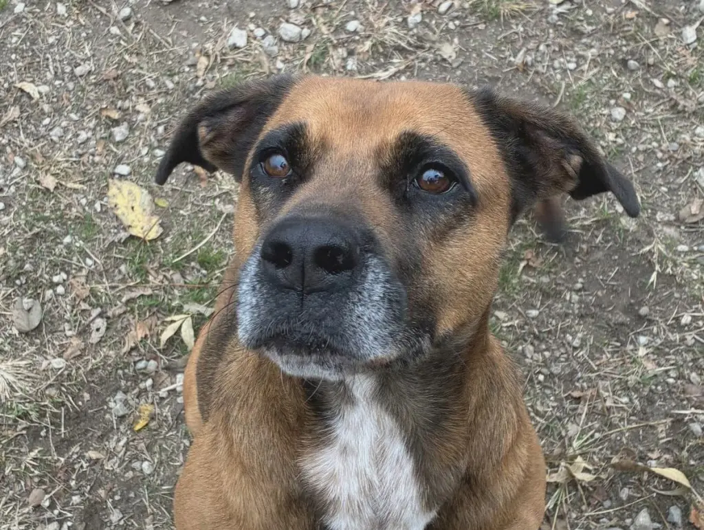 Stella
