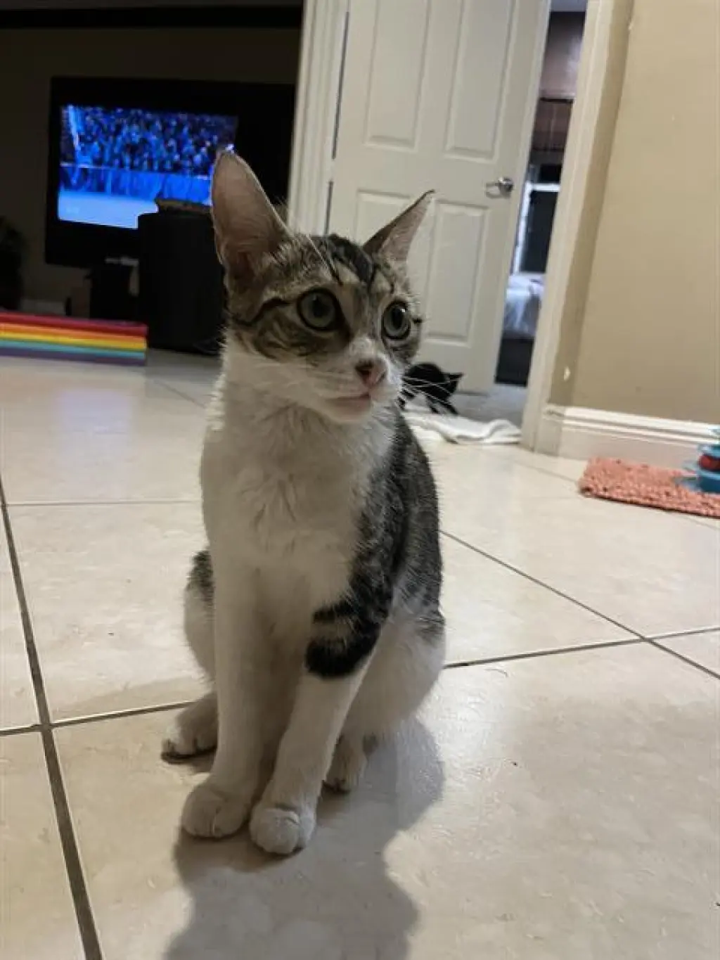 CICI