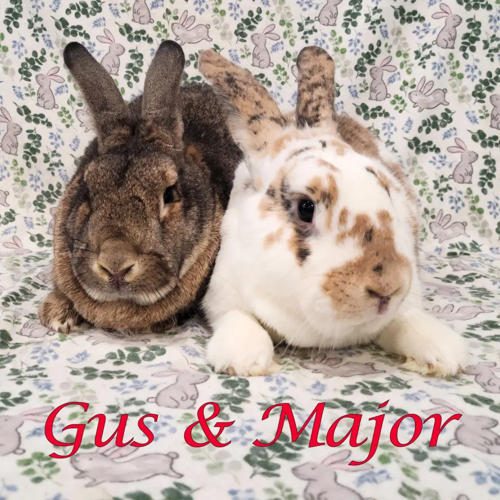 Gus-Gus (bonded to Major)