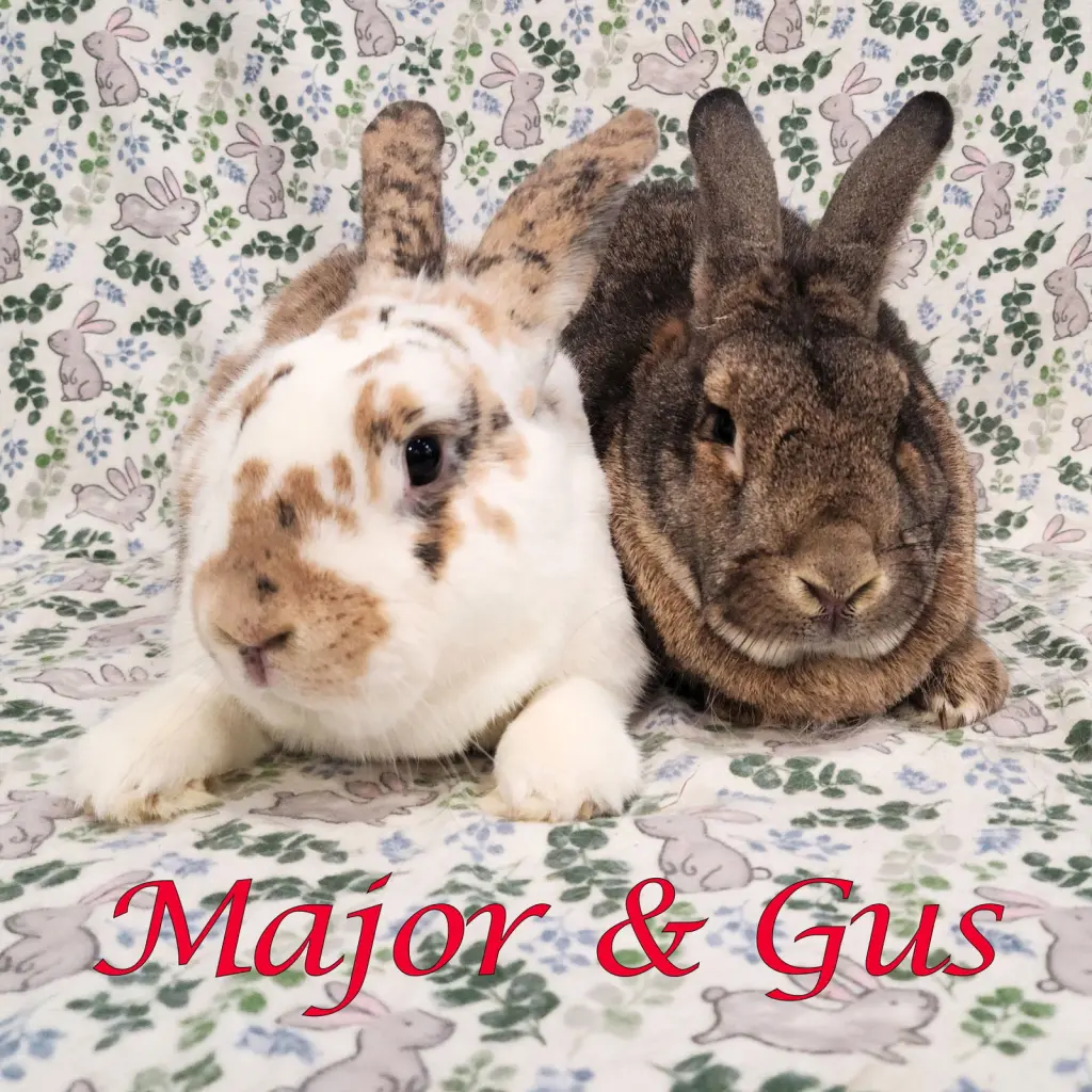 Major (bonded to Gus-Gus)