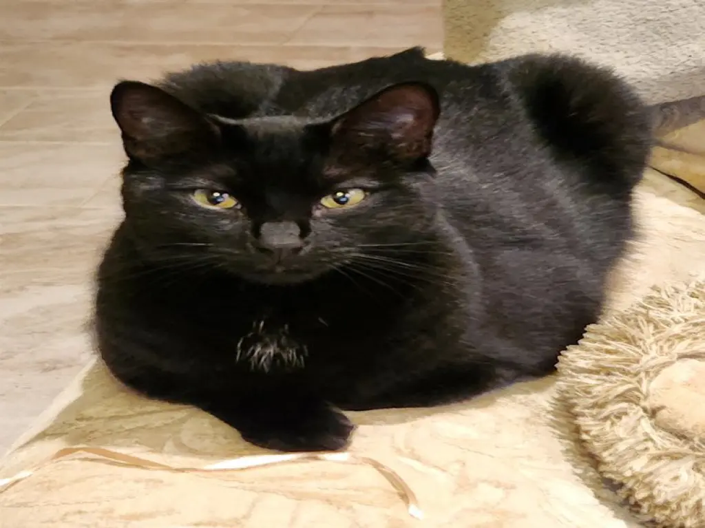 MIKA