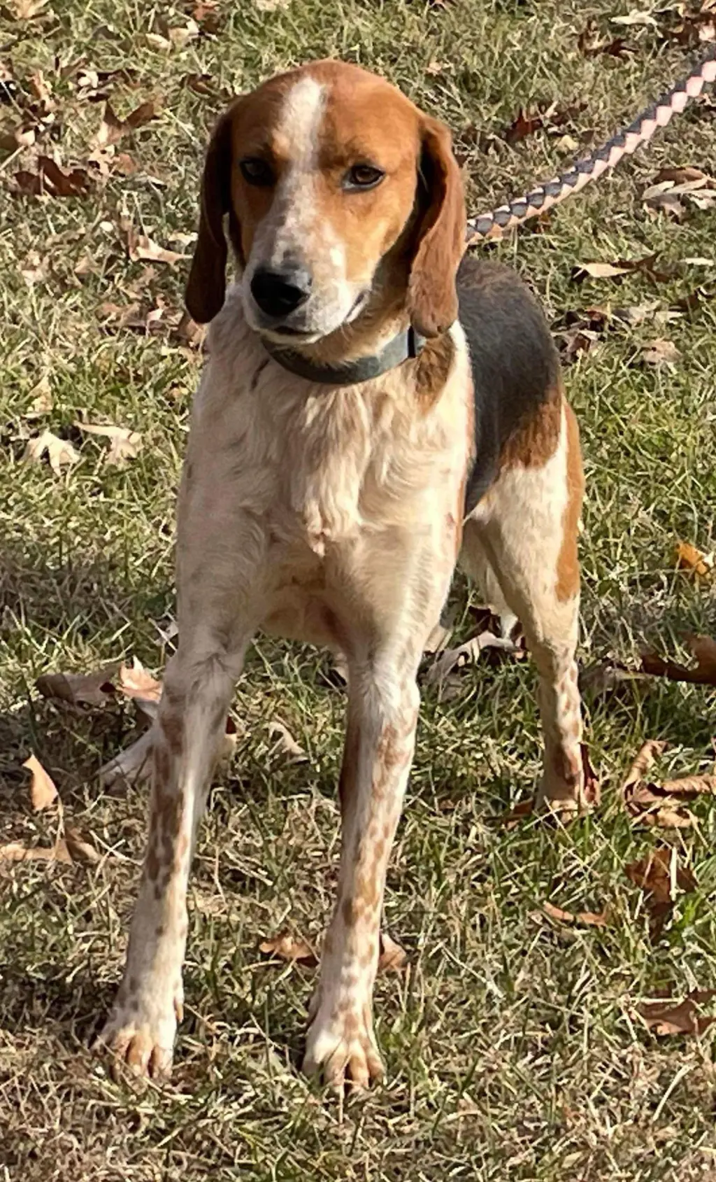 Iver: Not At the Shelter (Wendy)