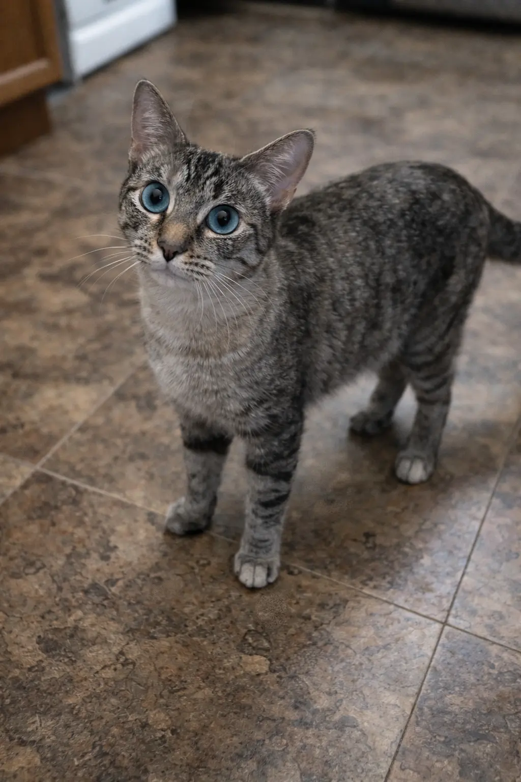Padme (Napa Petco)