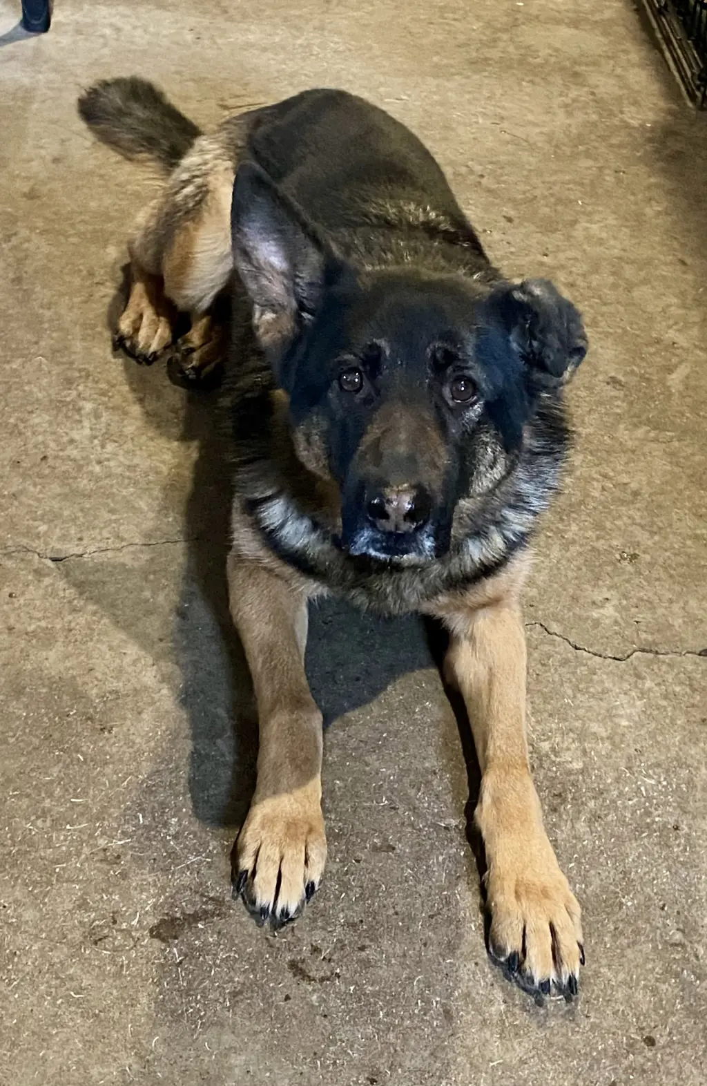 Koda