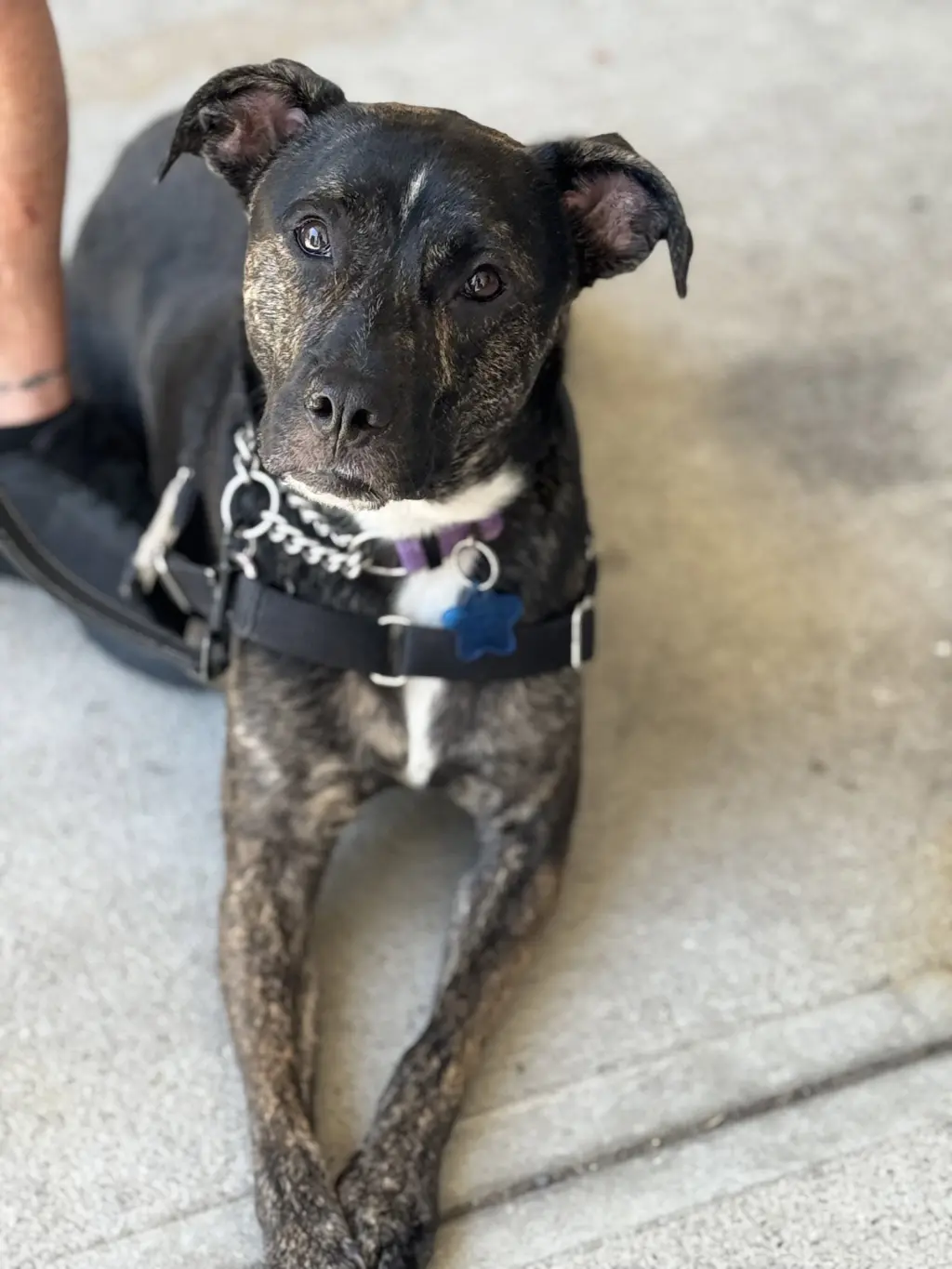ARCHIE