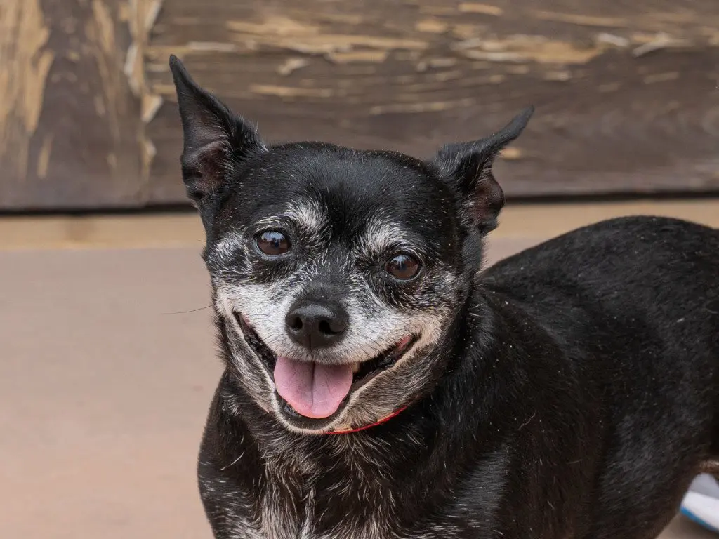 Max - Adopt Me!