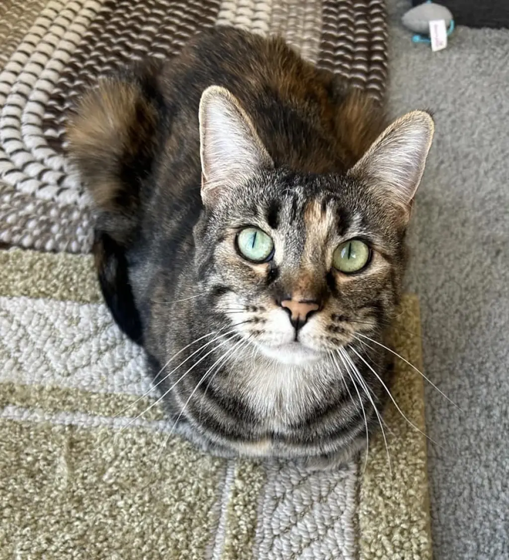 Duchess Country Club FIV+