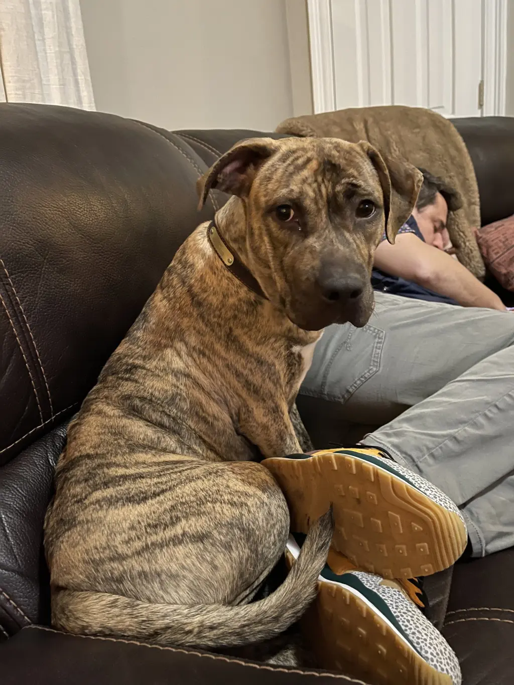Harper (Reduced Rover)