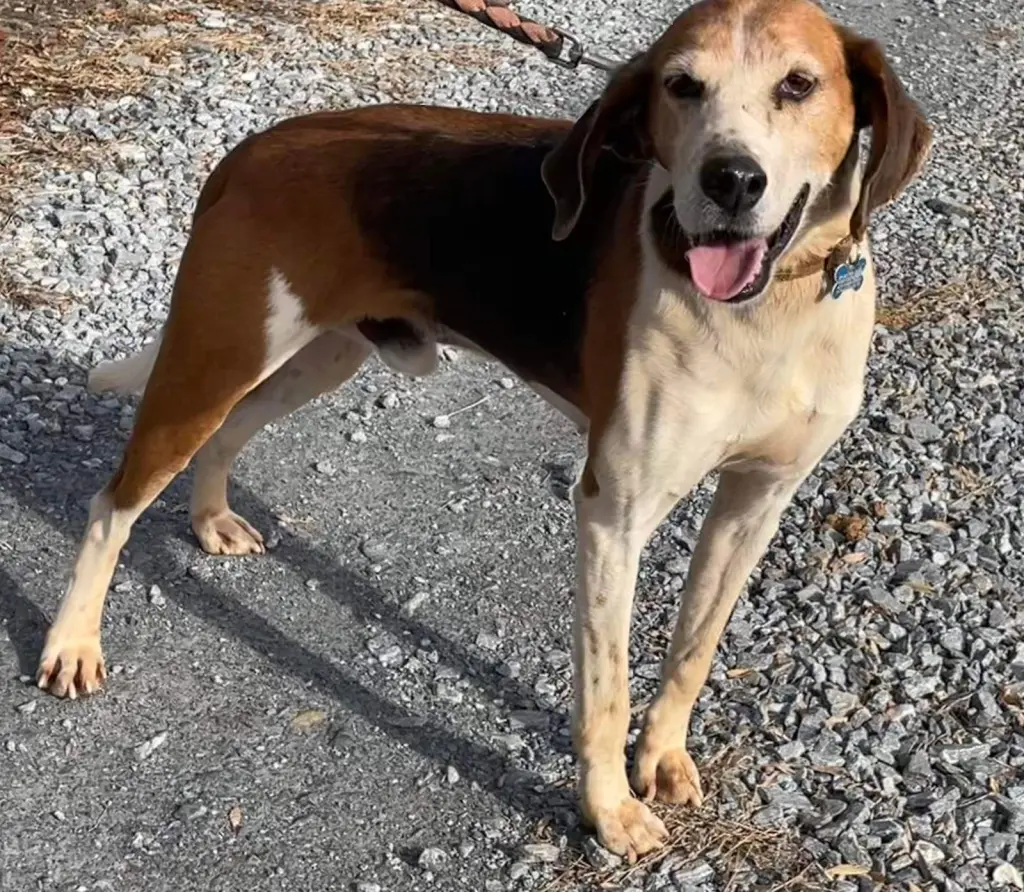 Alexander:  Not At the Shelter (Wendy)