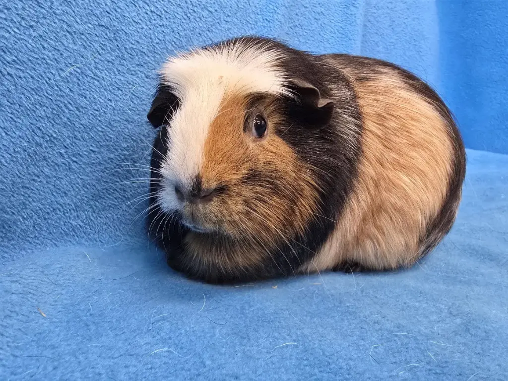 Gus Gus, Moo, Coco