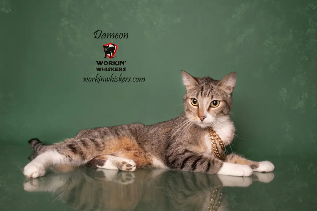 DAMEON
