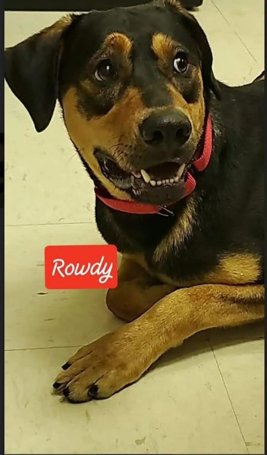 ROWDY - COMING SOON!