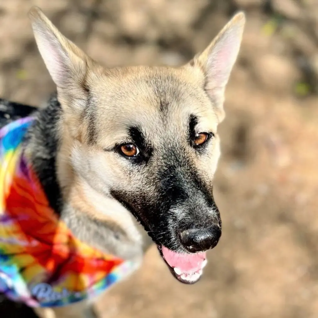 Sheba