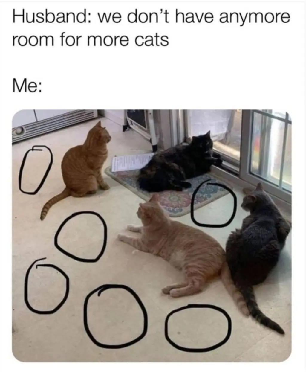 A Generic Cat/Kitten Application