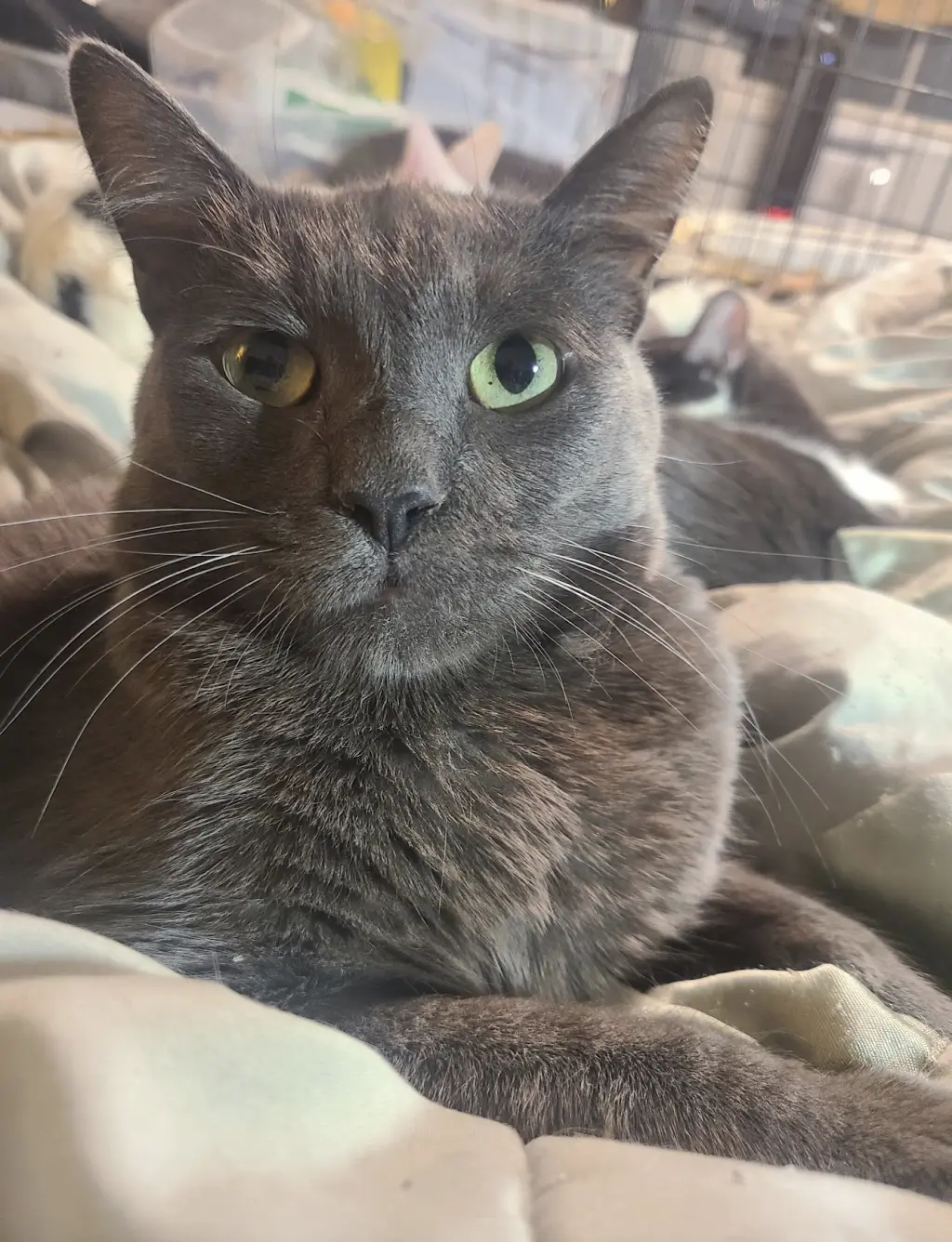 Whiskey