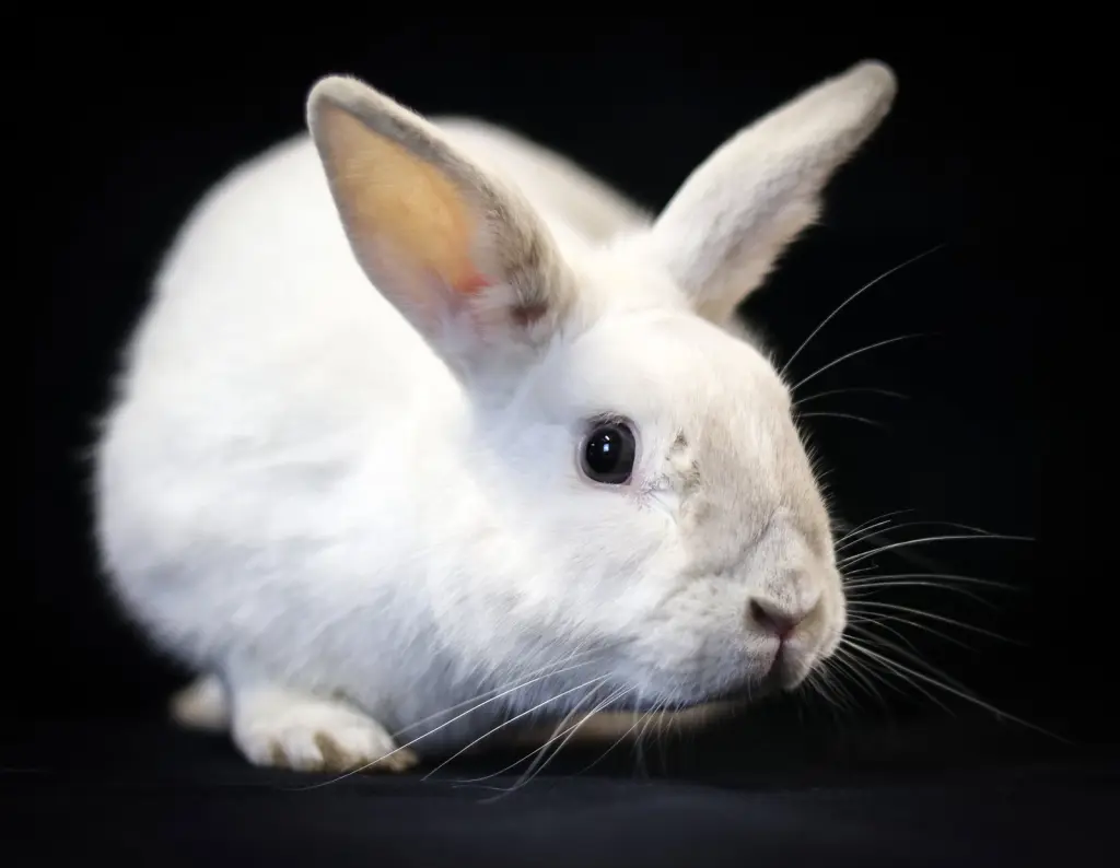 Olaf