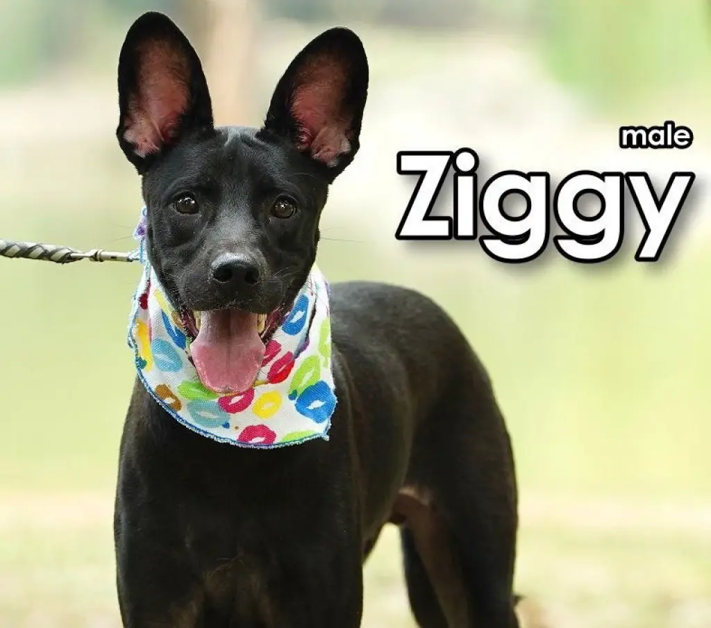 Ziggy from Taiwan