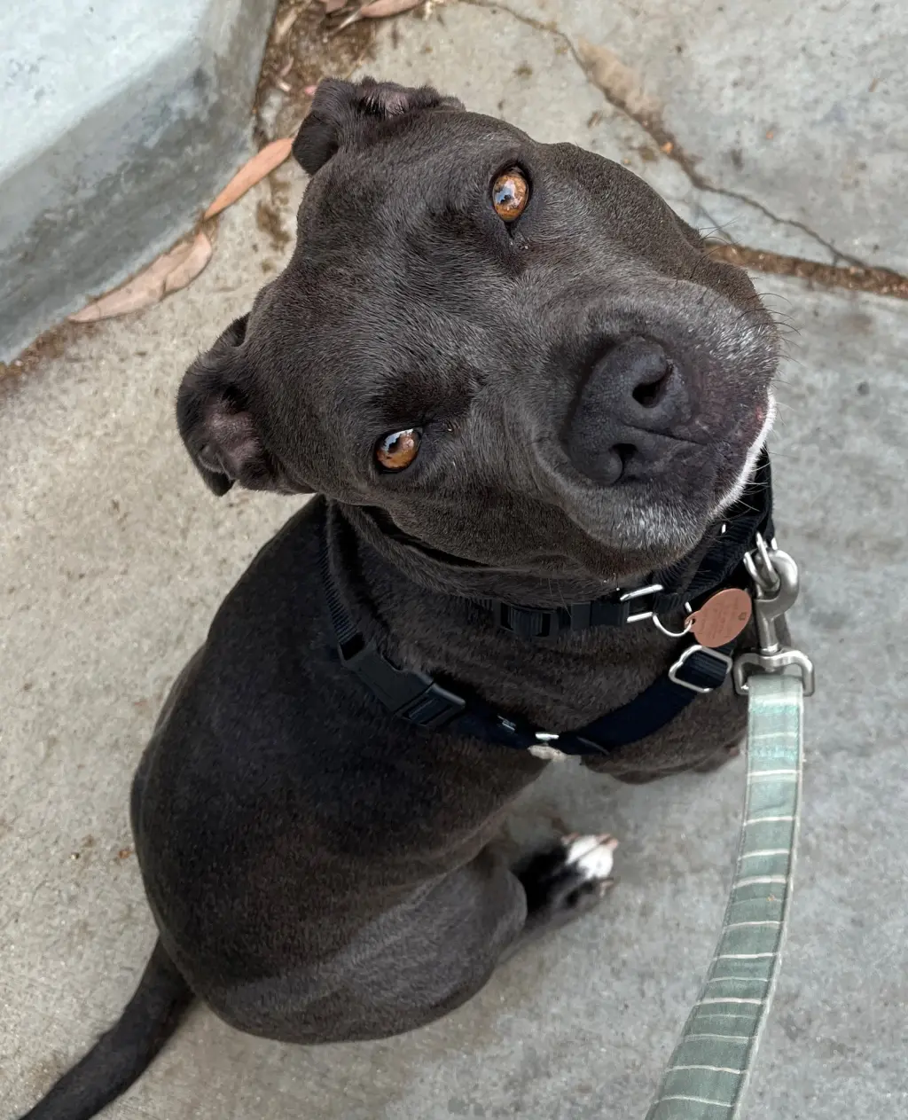 Suki **Courtesy Listing**