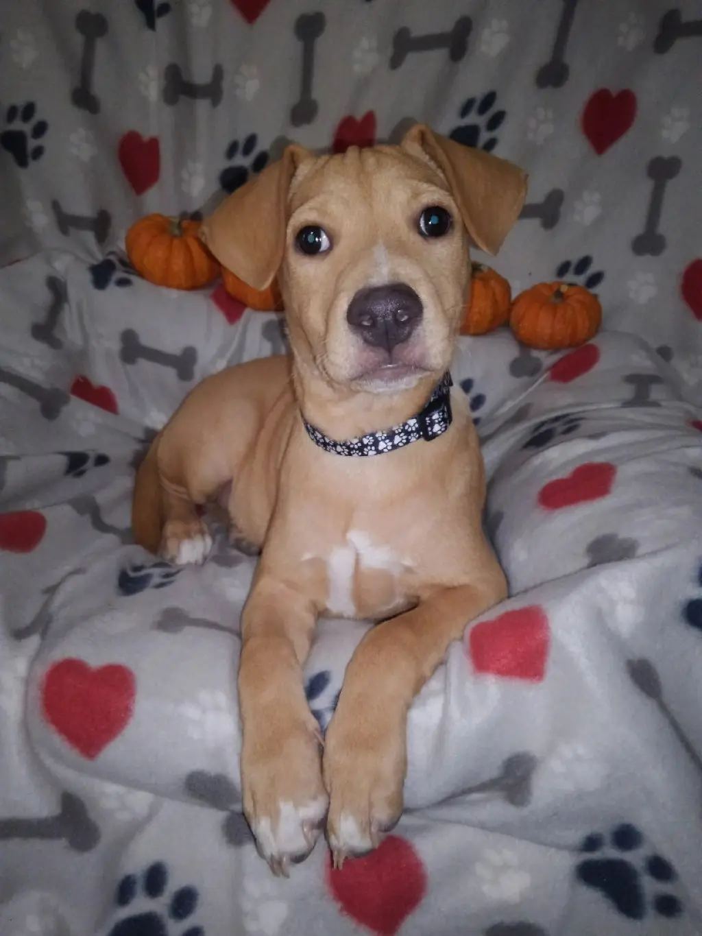 Jack