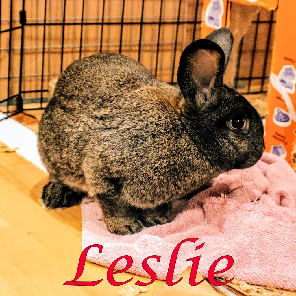 Leslie