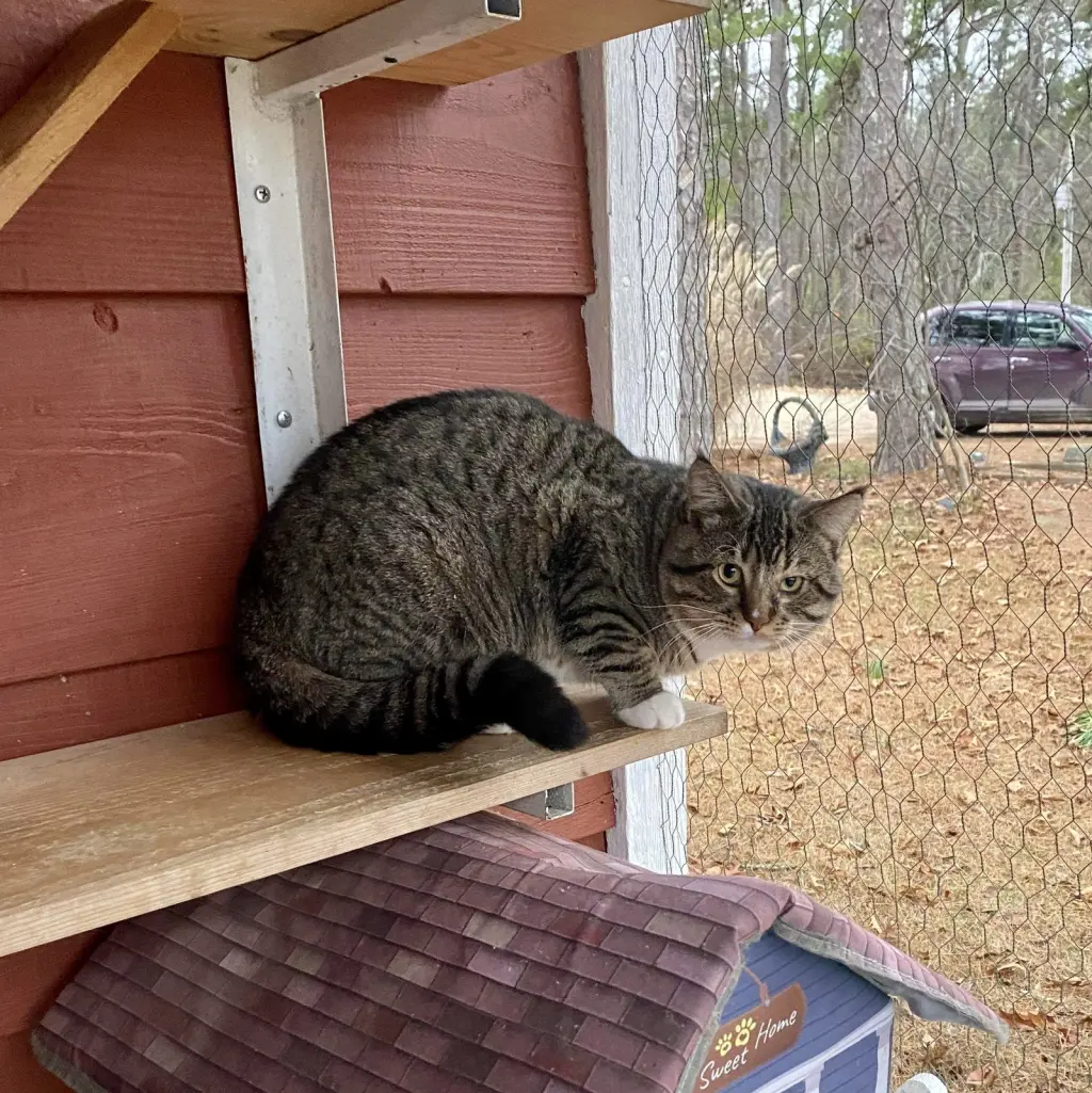 Dunkin’ (Tabby w/4 wht paws-M)