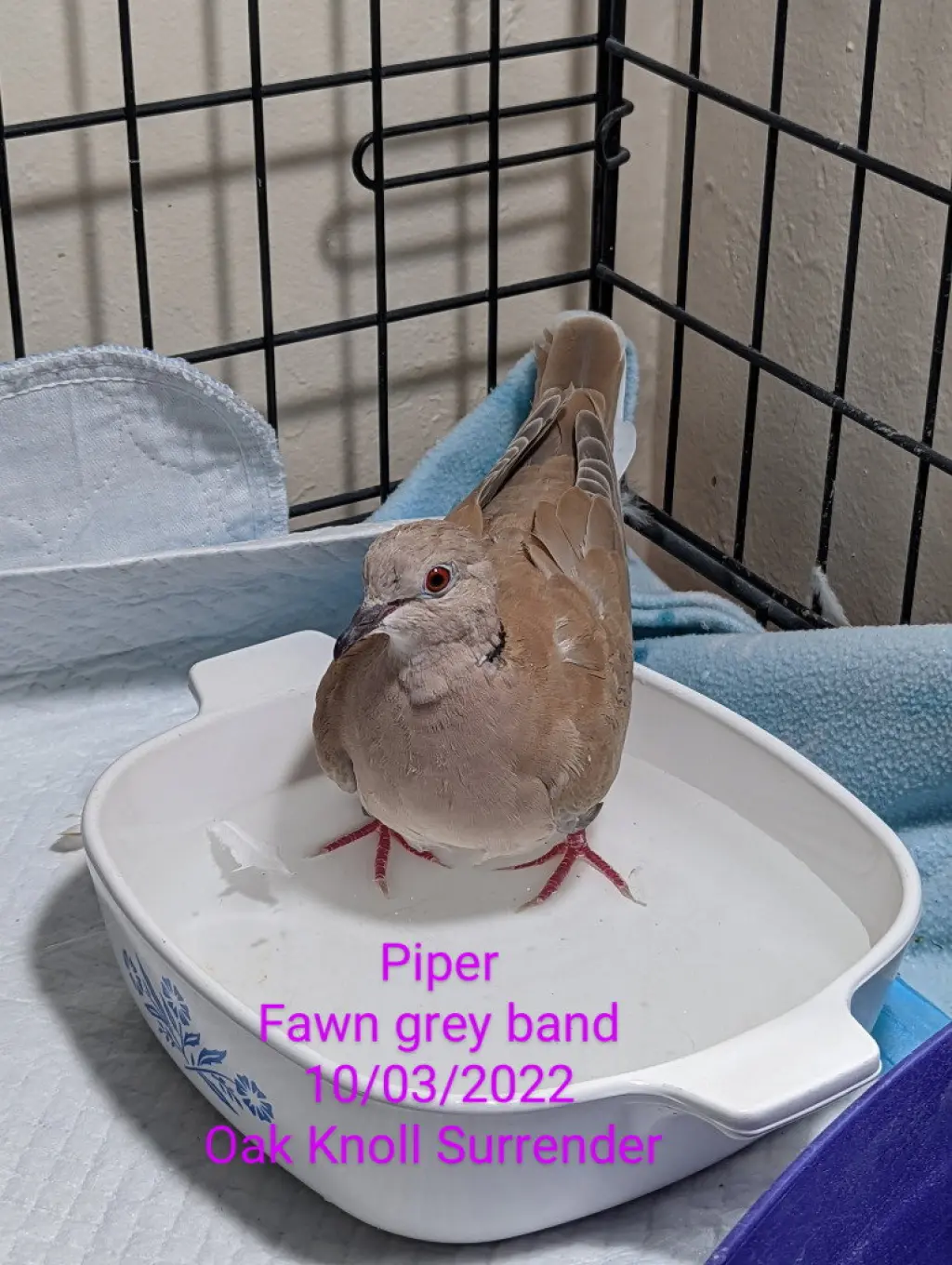 Piper