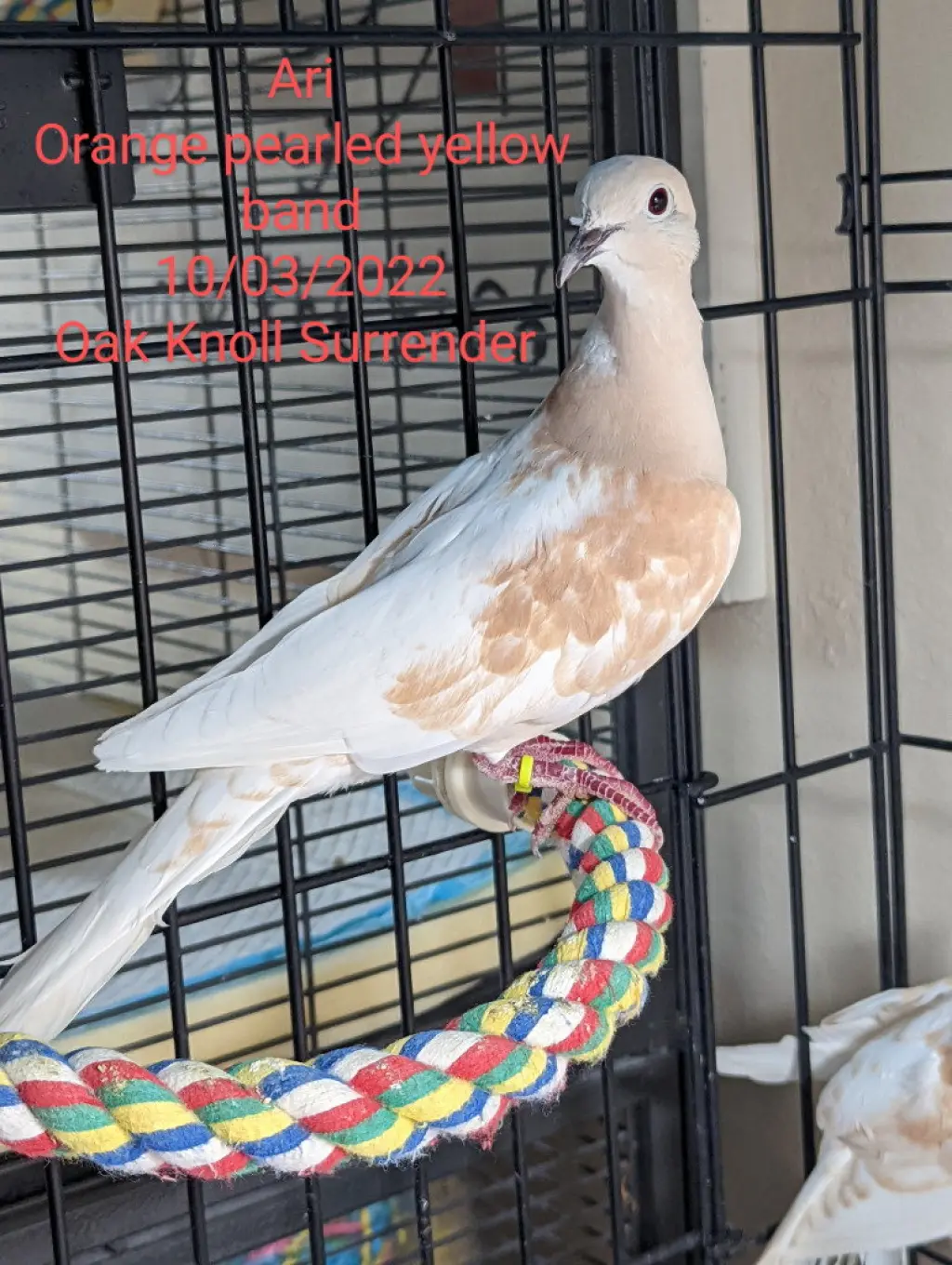 Ari