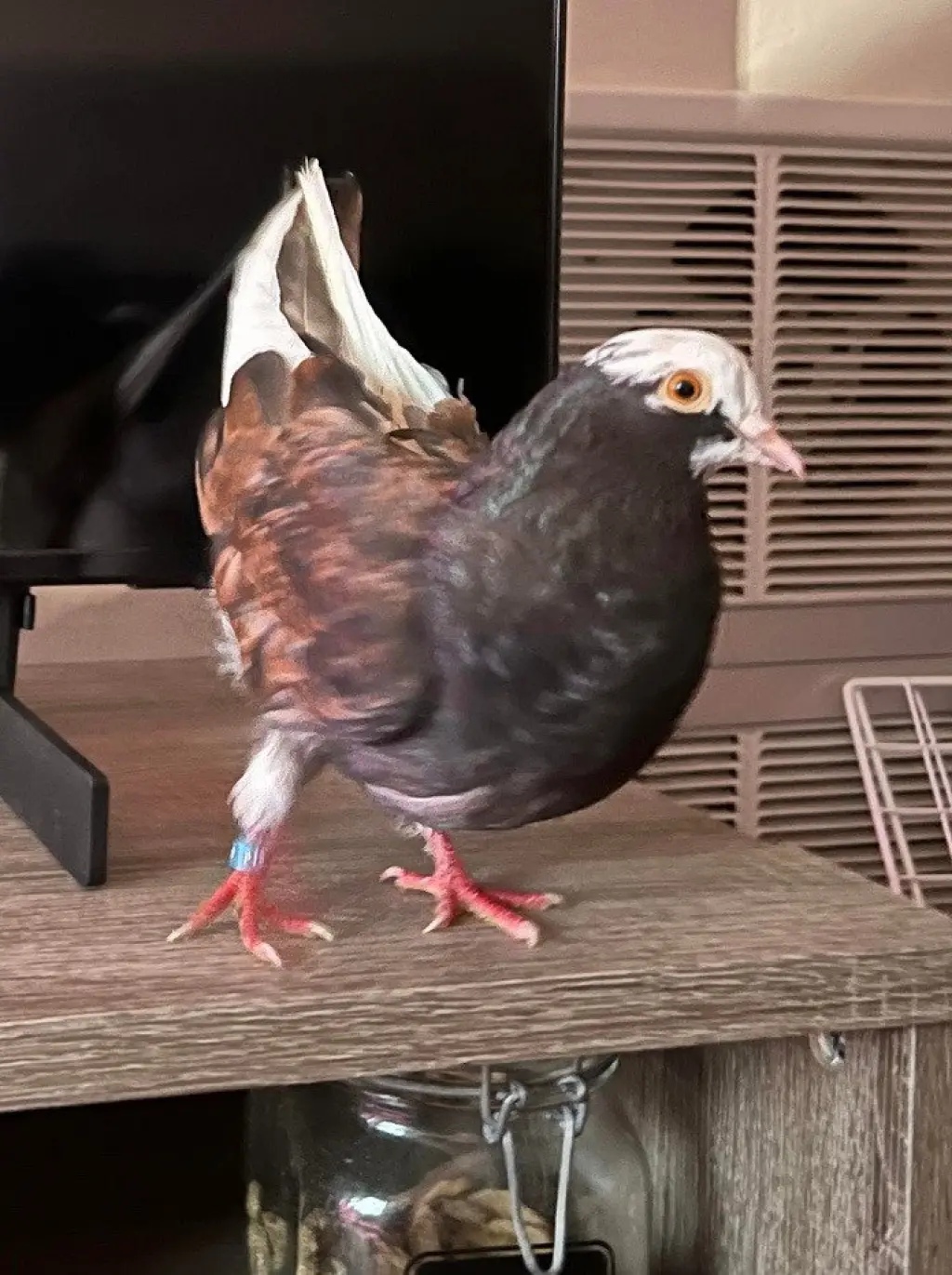 Nutmeg