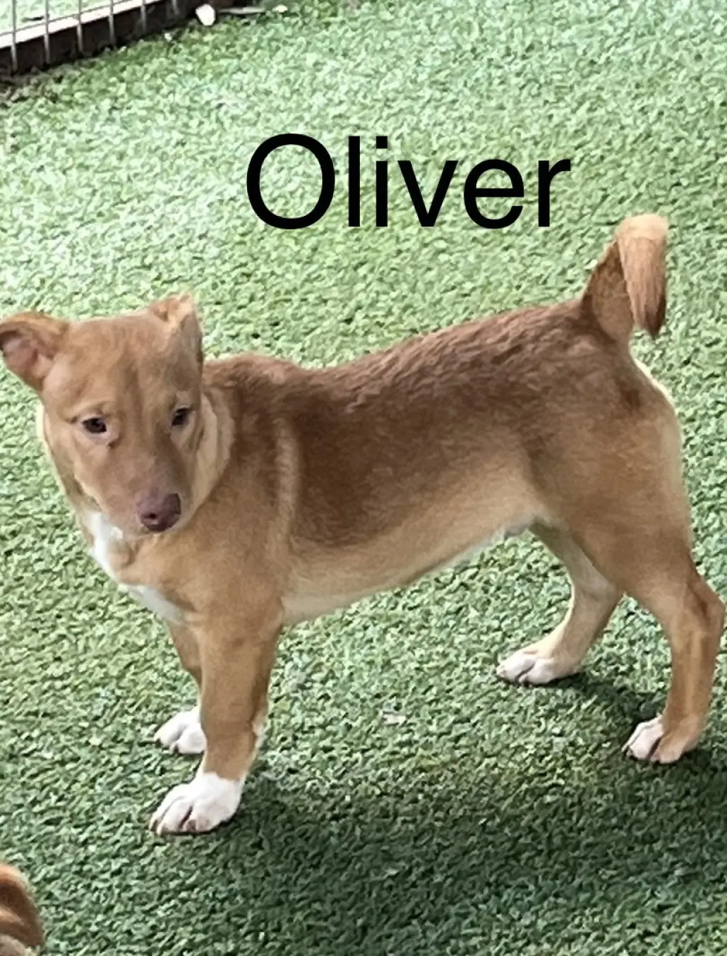 Oliver
