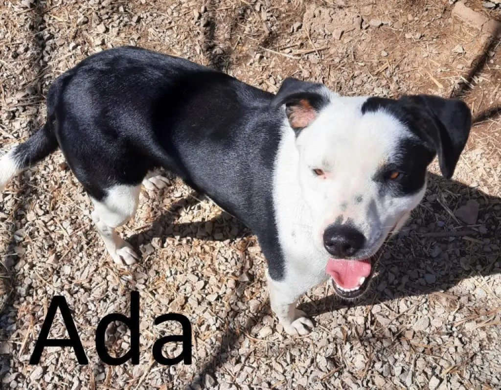 Ada
