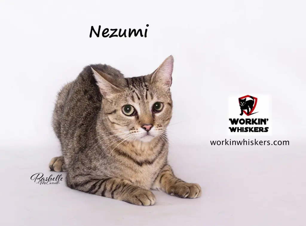 NEZUMI