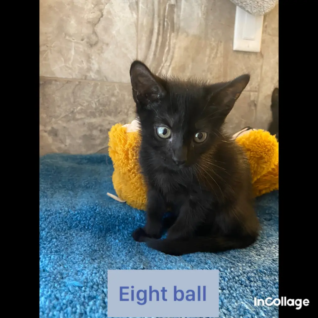 8Ball