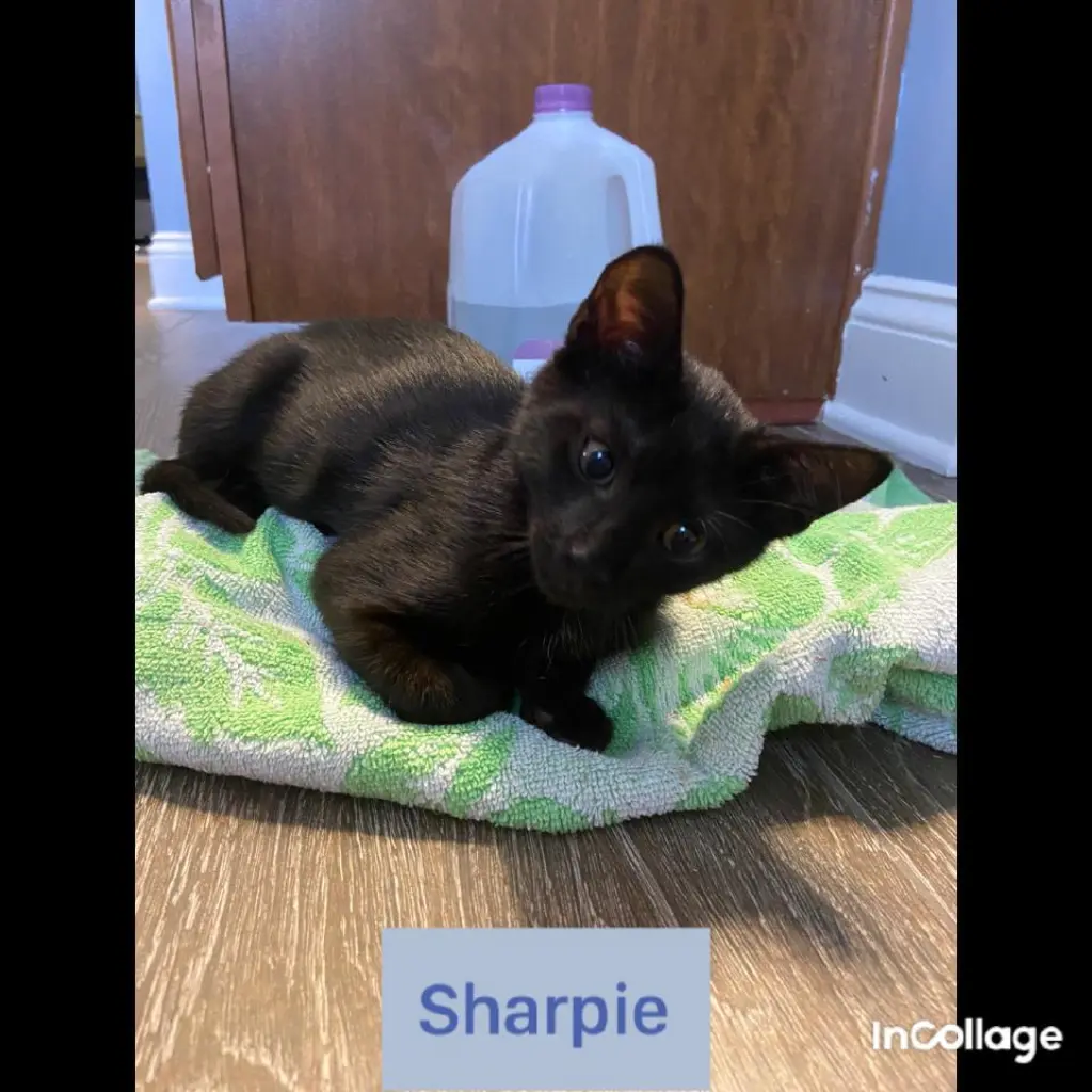 Sharpie