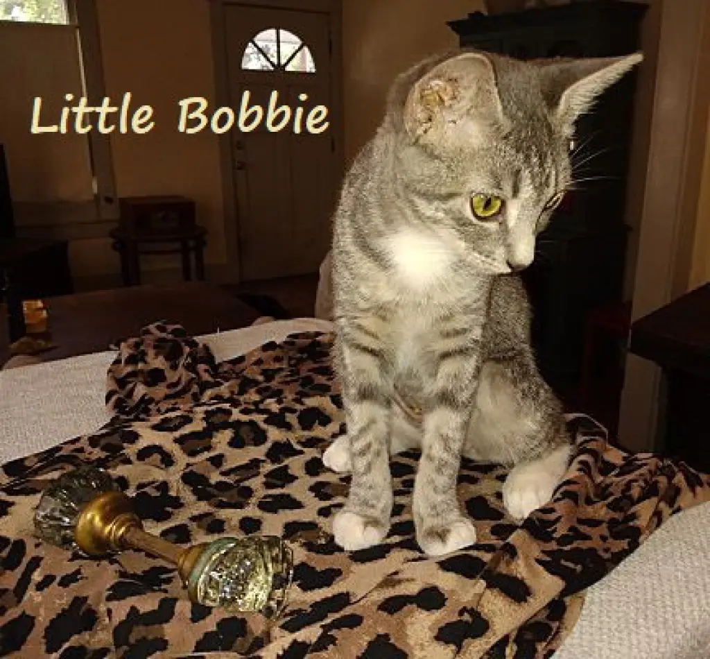 Little Bobbie #bestie-of-Tango