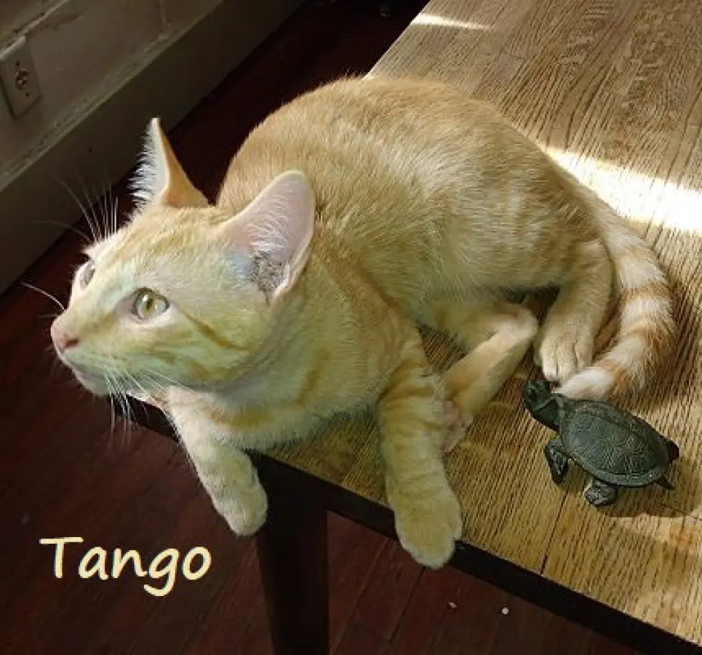 Tango #bestie-of-Little-Bobbie