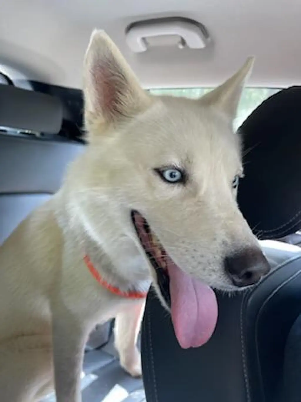 Prince (Reduced Rover)