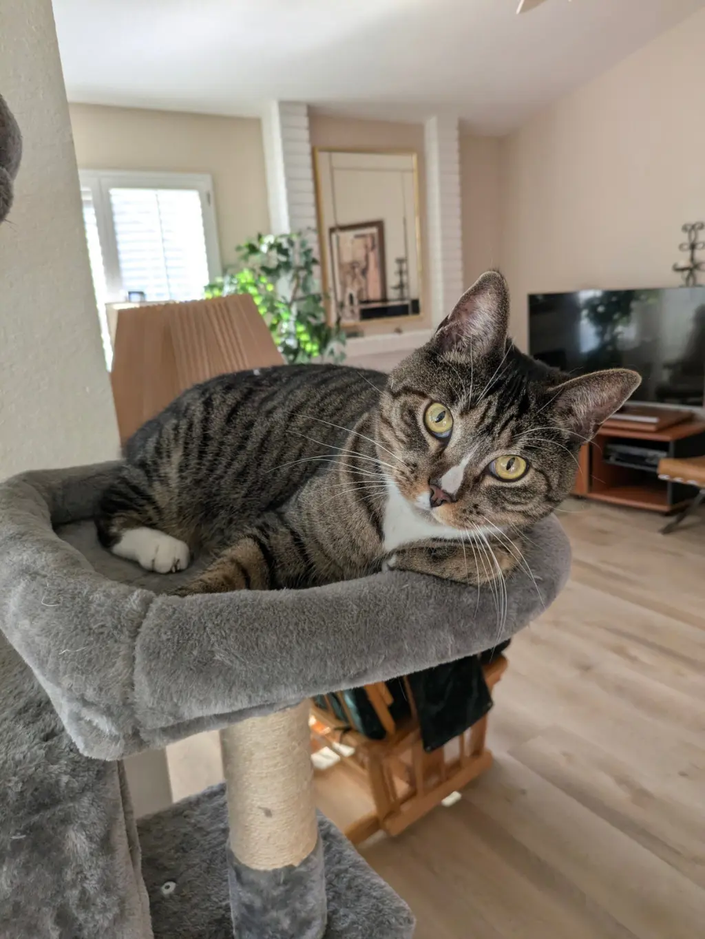 Josie