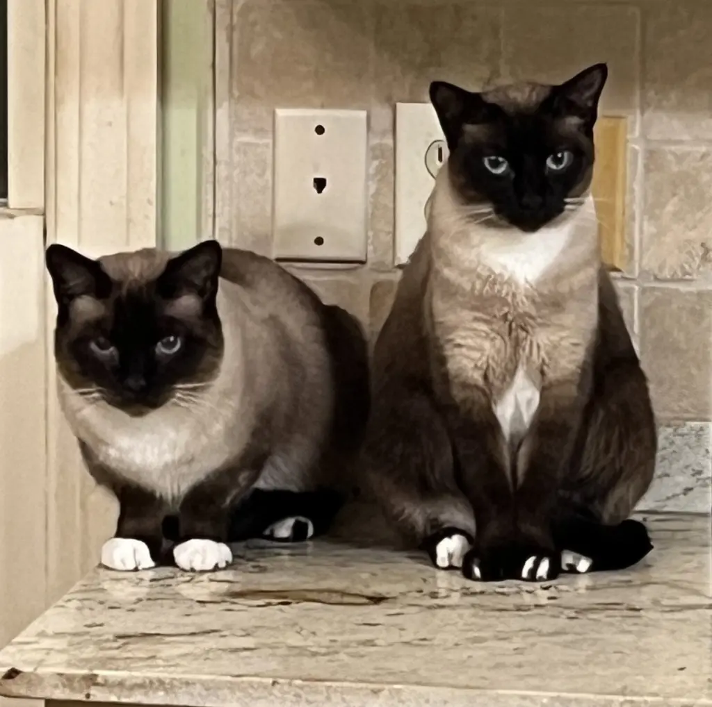 Zoe (& Sunny BONDED)