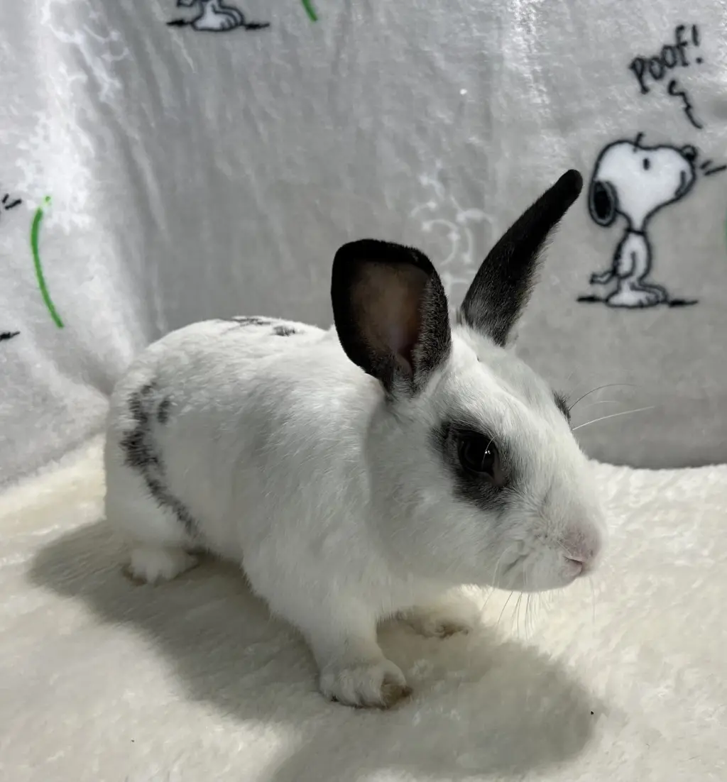 Elliot