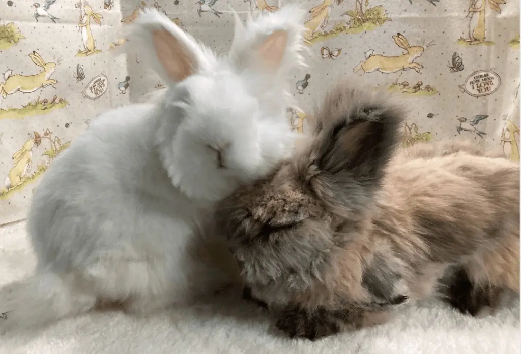 Apollo and Snowball