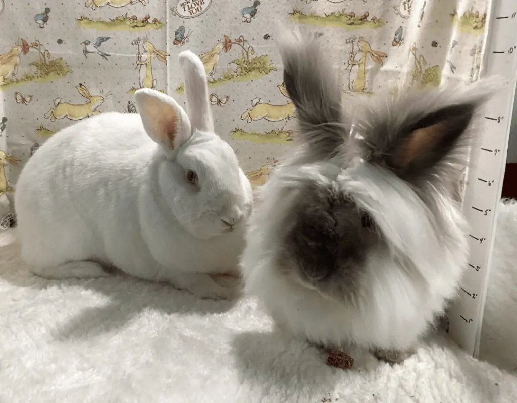 Harvey and Hobert