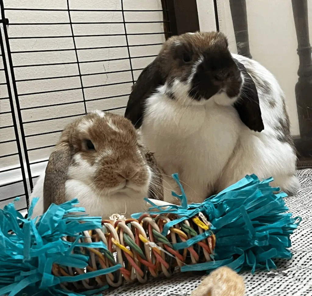 Willow and Winnie