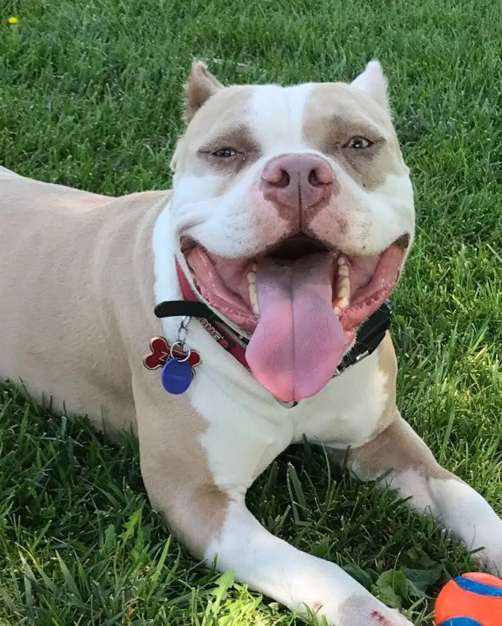 Zeus  **Courtesy Listing**