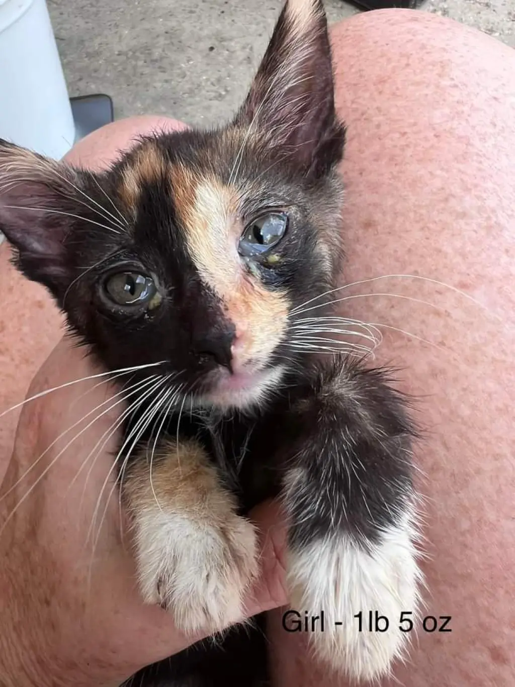 FOSTERS NEEDED FOR KITTENS!