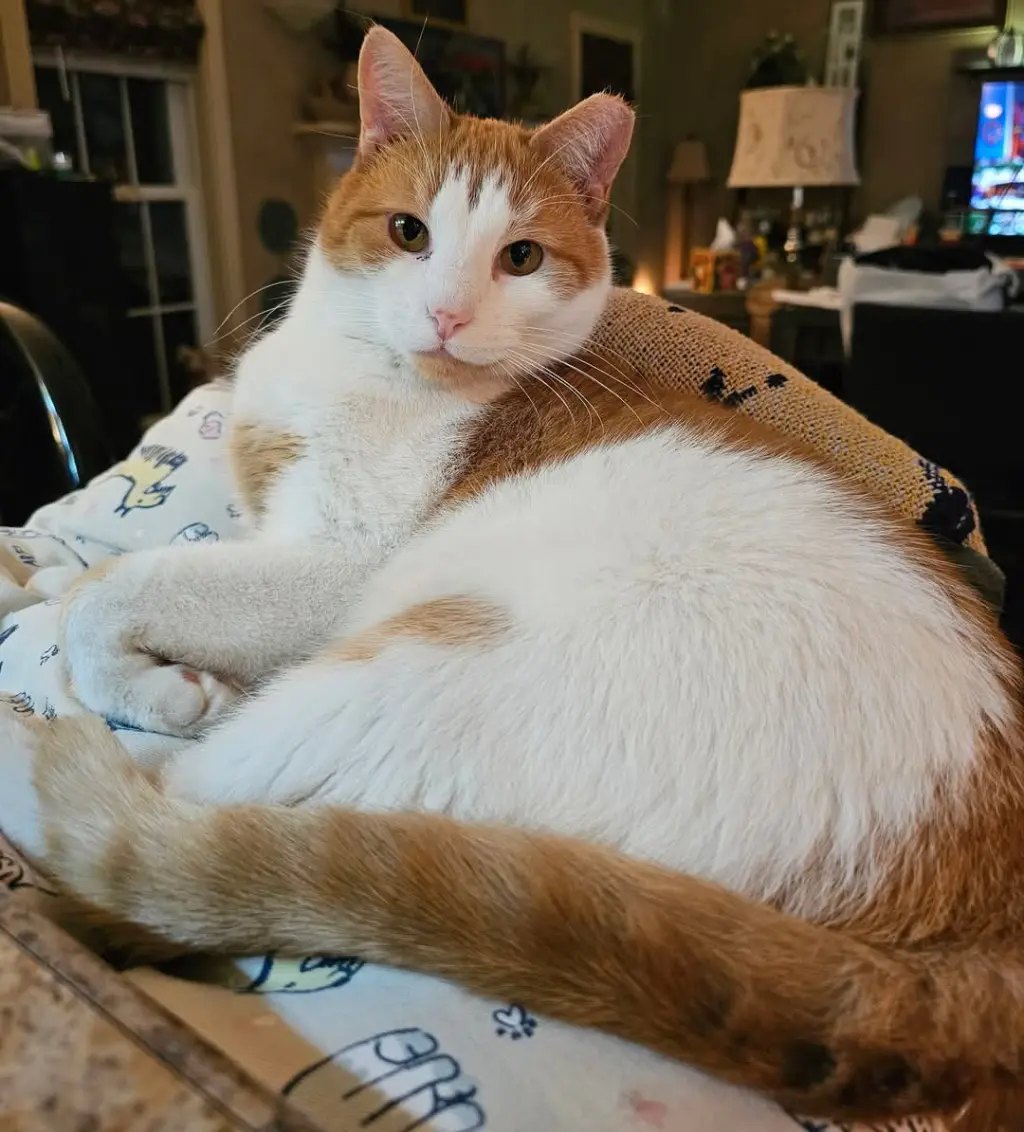 Ernie