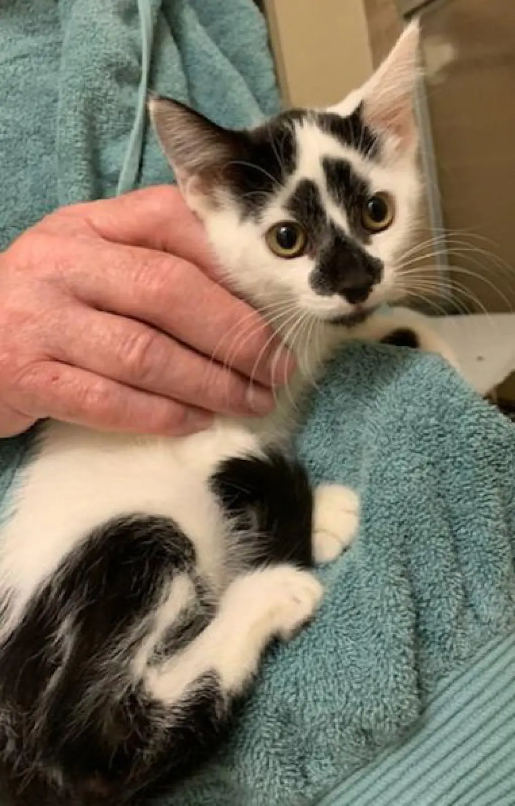Basil