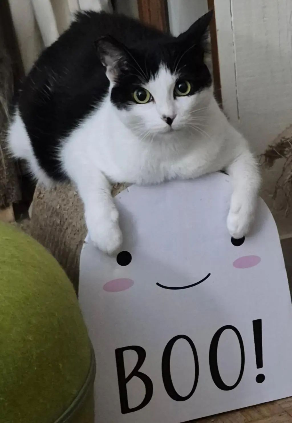 Ava (Courtesy Post)