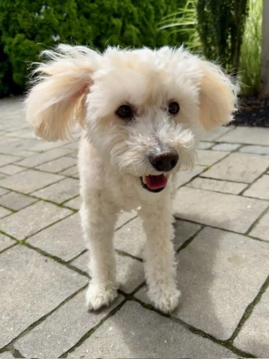 Benny - Loving Senior