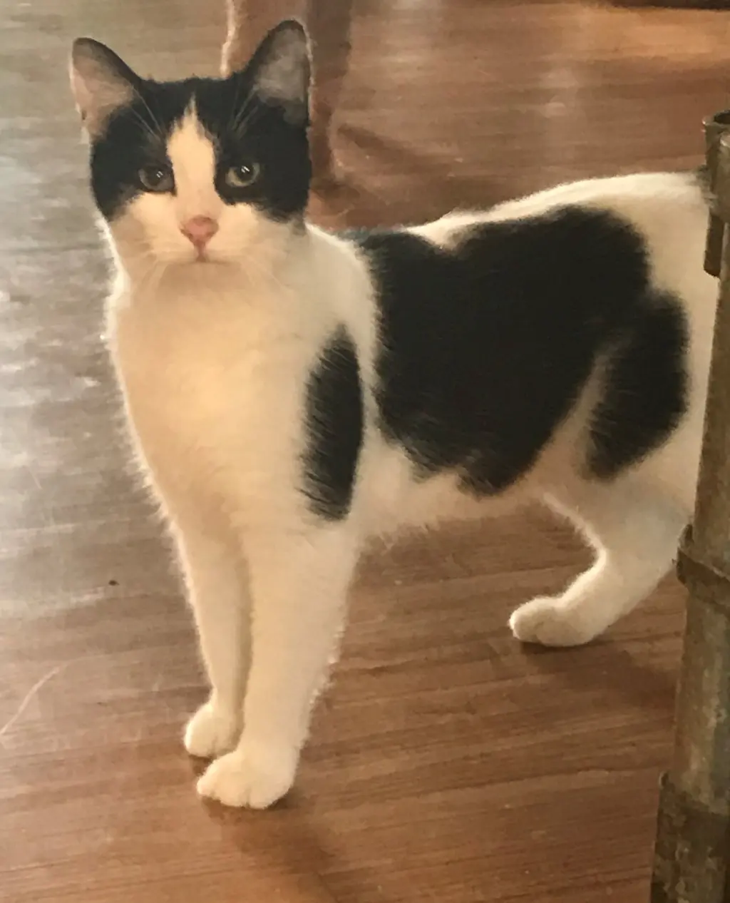 Oreo