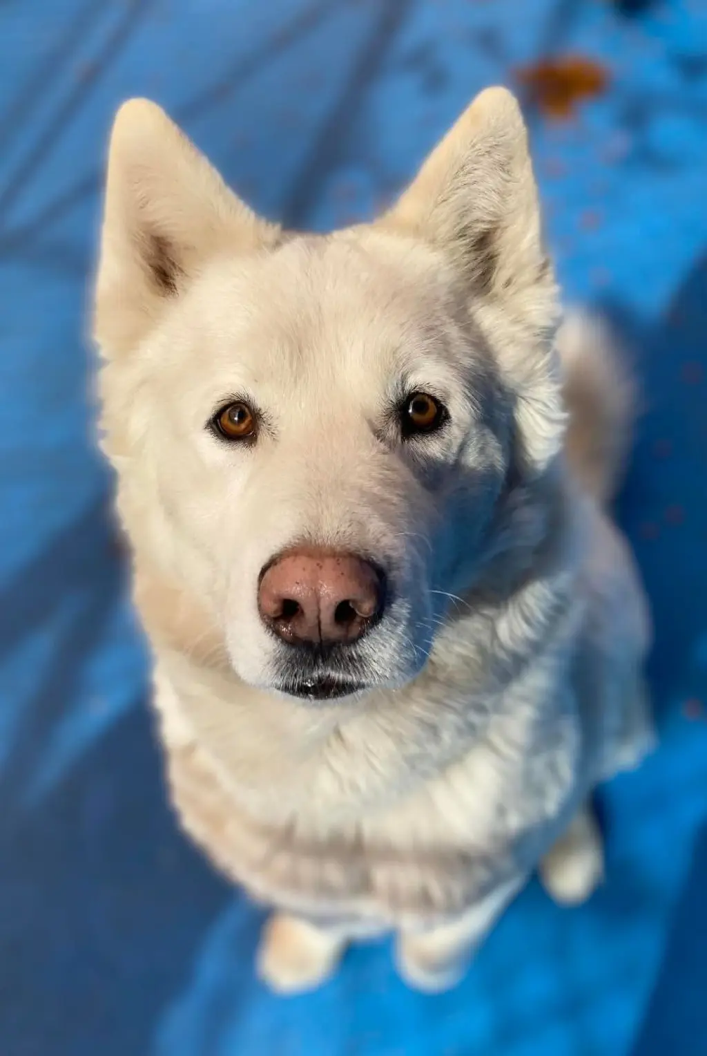 Juno